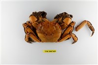 藏品(臺灣扁絨螯蟹)的圖片